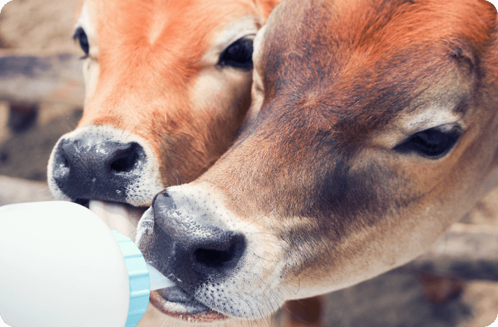 合同会社ABIS［エイビス］養牛に対する化学物質に頼らない疾病管理や衛生管理