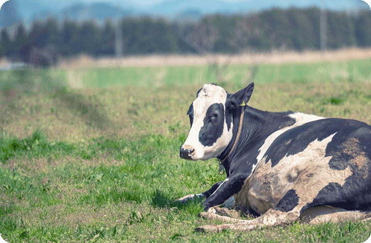 合同会社ABIS［エイビス］搾乳牛に対する化学物質に頼らない疾病管理や衛生管理