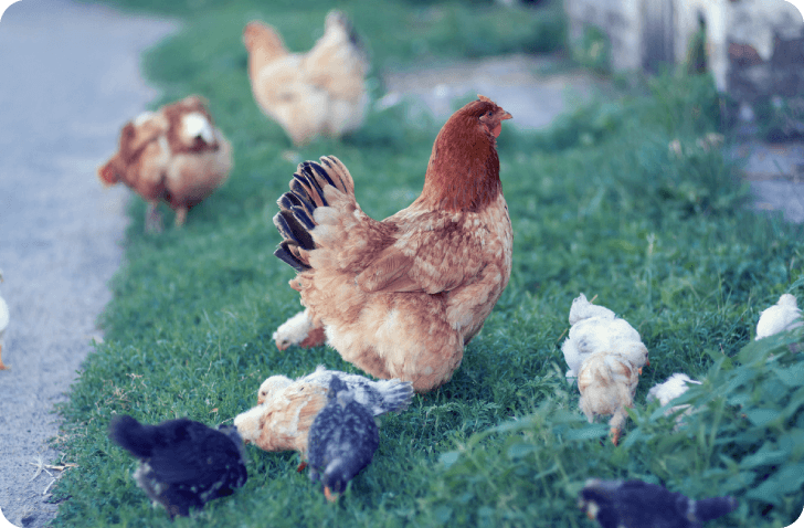 合同会社ABIS［エイビス］安全で持続可能な畜産物供給の鍵となる免疫賦活剤の開発・供給